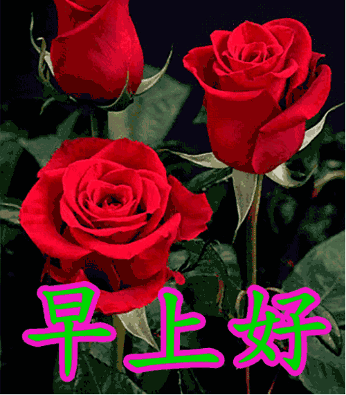 最新特别漂亮的早上好图片鲜花带祝福语暖心的早上好问候祝福语图片