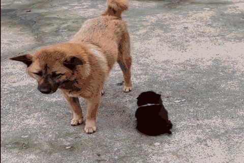 小奶狗误认爸爸,摇着小尾巴屁颠颠讨好,土狗:我还单身!