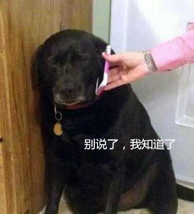 女主人怎么说都不听,戏精狗接男主人电话,被训