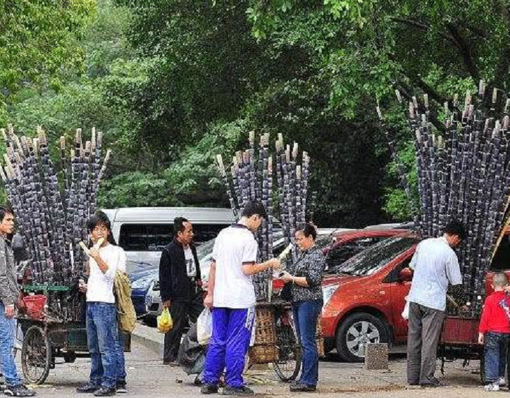 冬天甘蔗一车车的卖,为何水果店却很少卖?老板