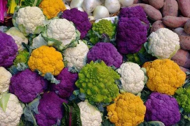 风靡欧美的彩色花椰菜多少钱一斤 种植效益如何