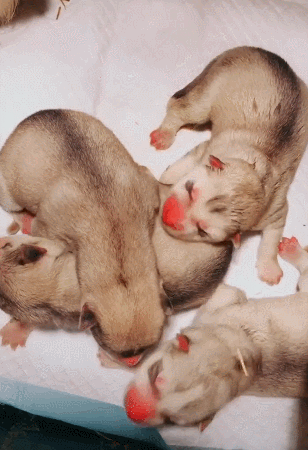 小狗崽刚出生就嗷嗷叫,声音响亮,粉嫩的小脸让人觉得萌翻了