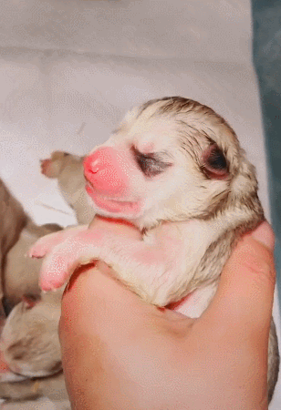 小狗崽刚出生就嗷嗷叫,声音响亮,粉嫩的小脸让人觉得萌翻了