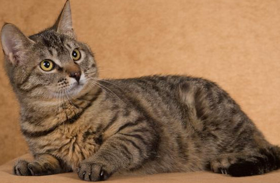最值得养的3种田园猫 狸花猫体质好 奶牛猫搞怪 只有它最完美