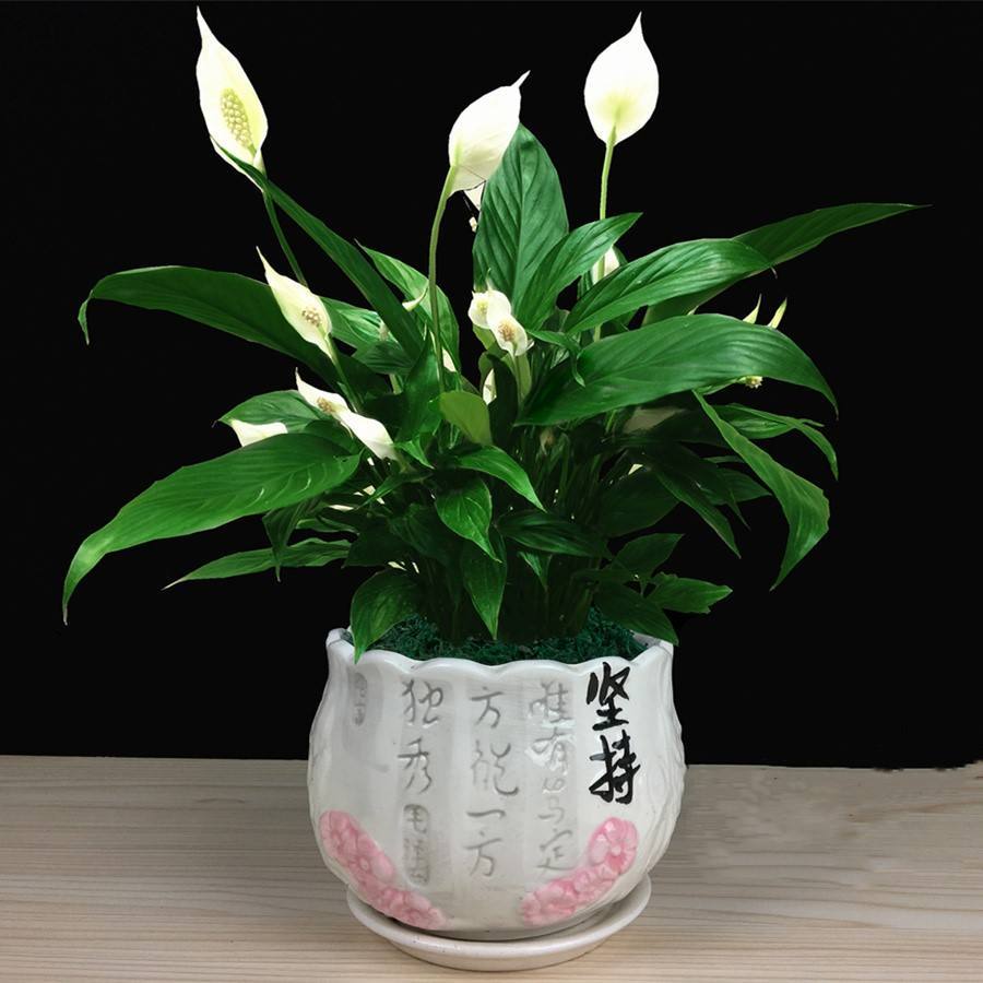 白掌|白掌进行繁殖，其实养护方法很重要，要注意种植环境