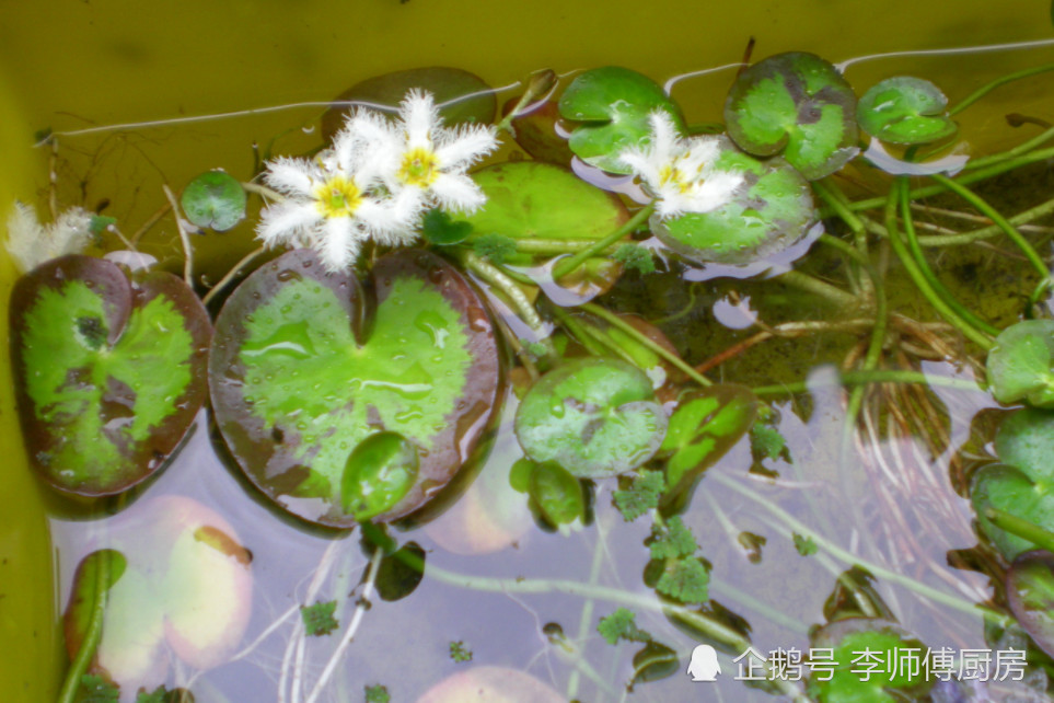 长在水里的野菜 过去农民用它喂猪 现在成为餐桌抢手货