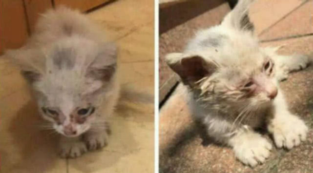 流浪猫伤势严重，好心人二话不说带回照顾，数月后变化博眼球_腾讯网