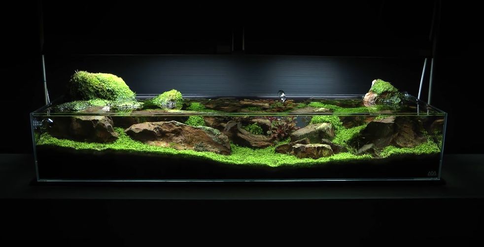 詹姆斯·芬德利长矮缸造景过程,历经17个月,成就绝美水景!