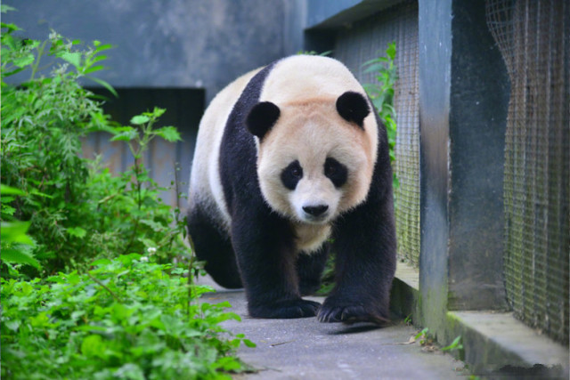 草草与野生大熊猫完成交配,时间长达16分钟,网友:不愧是国宝