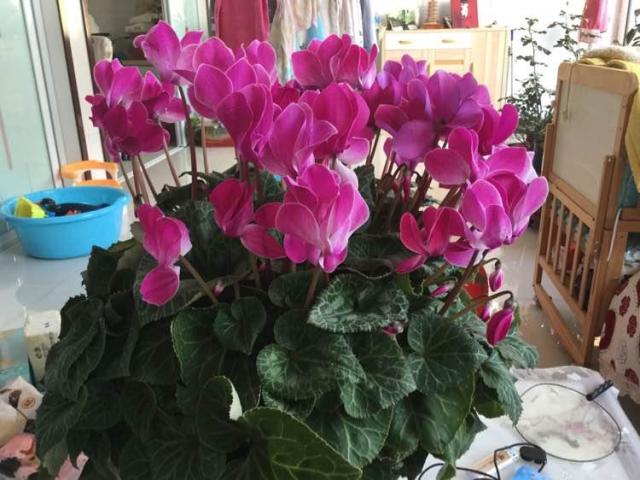 冬春季最绚烂的盆栽花 花开大半年 漂亮又喜庆 是年宵花佳品