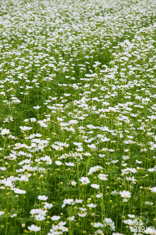 缤纷花海也能有一个暖意融融的新年 一起来看看2018年都有哪些花海