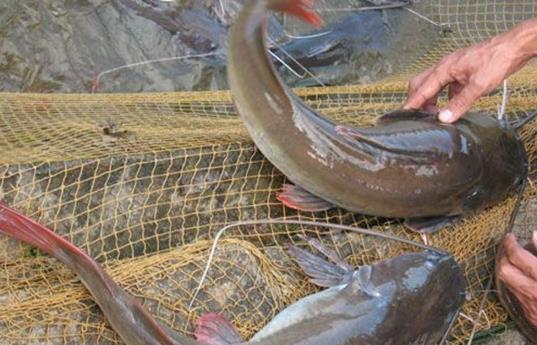 澜沧江中的长须鱼,鱼须几乎跟身体同长,可能是澜沧江最好吃的鱼