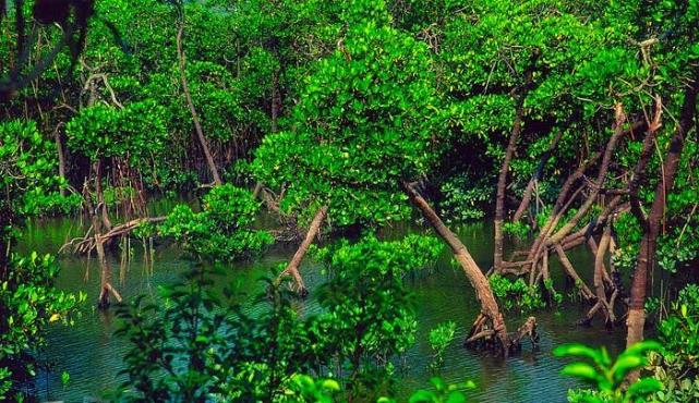红树林是红色的吗为何被称为海上森林呢