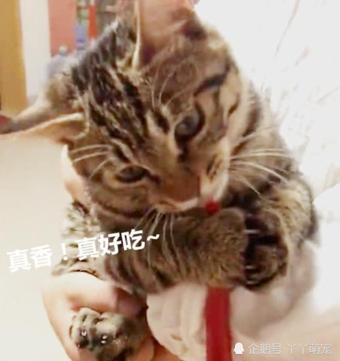 猫咪死缠烂打非要吃辣椒,女孩给它尝了一口,随