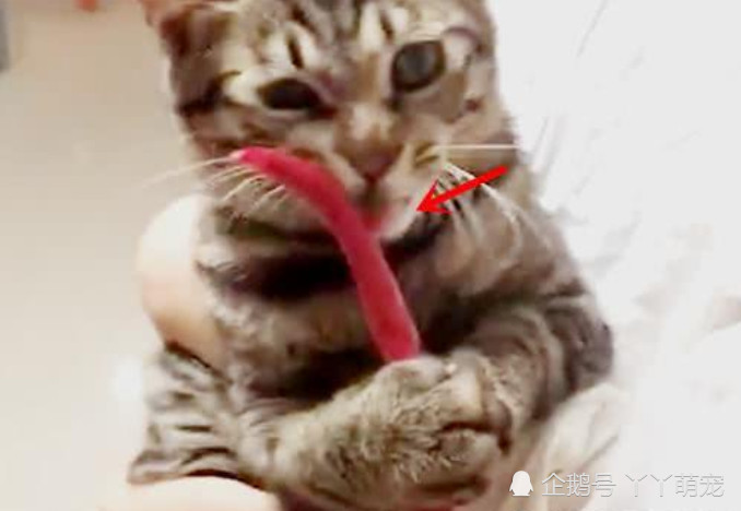 猫咪死缠烂打非要吃辣椒,女孩给它尝了一口,随