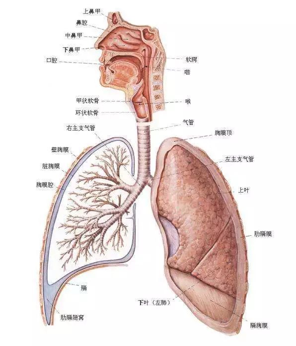 唱歌时气息流动图解图片