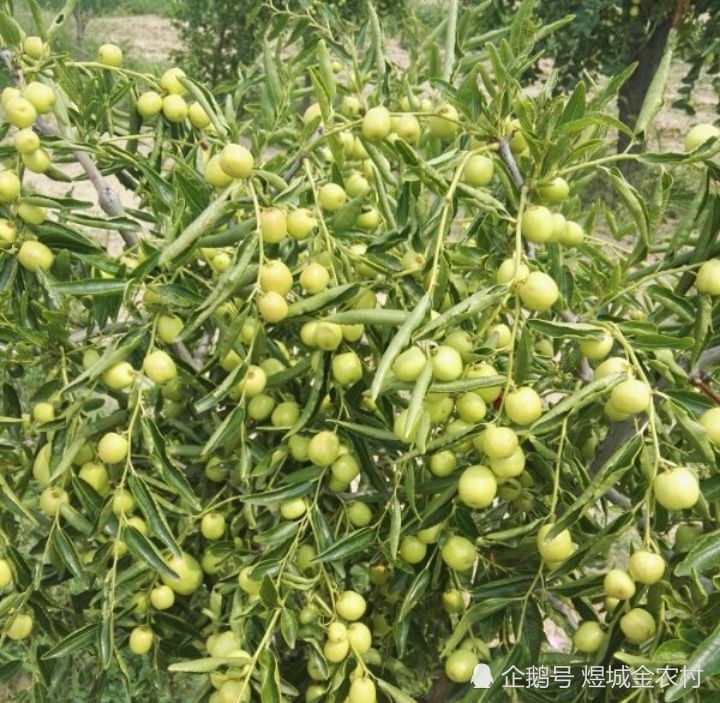农村的酸枣,对治疗失眠有效,如今120元一斤,根有其他的妙用