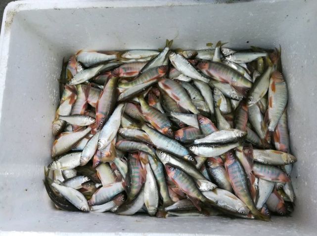 盘江花马口鱼泛滥村民地笼一夜捕几十斤