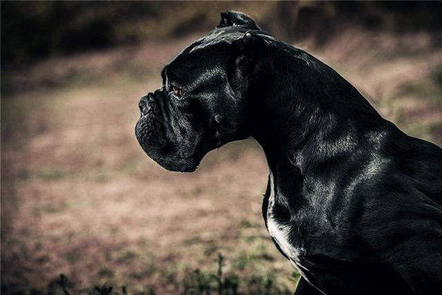 意大利境内因护卫而生,冷面判官战犬