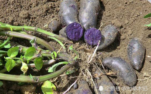 这种植物 酷似土豆 价值却极为珍贵 人称 黑美人 腾讯网