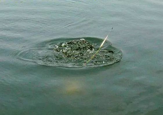 其实打窝就两个目的,做到只需三步!