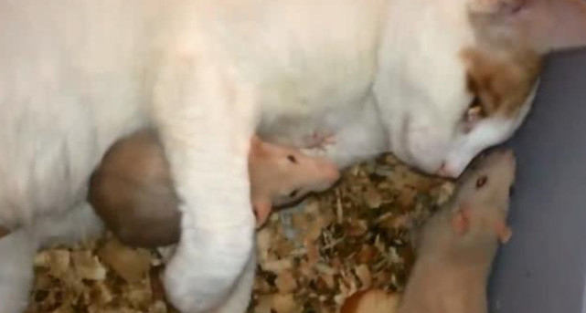 主人买回花枝鼠 担心被猫咪当成肉 看到这幕却瞪大了眼睛 猫咪 萌宠 花枝鼠