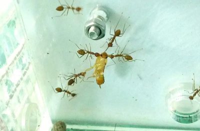 会爆炸的蚂蚁你见过吗为保族类安全它们与敌人同归于尽