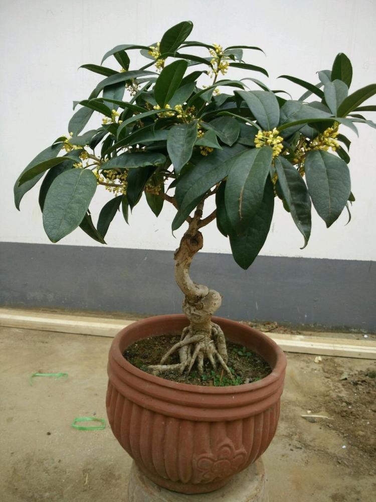 桂花养成 盆景 真好看 关键 价值 也翻倍 开花更密 更香 腾讯新闻