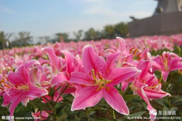 如何理解主谓之间,取消句子的独立性这一知识