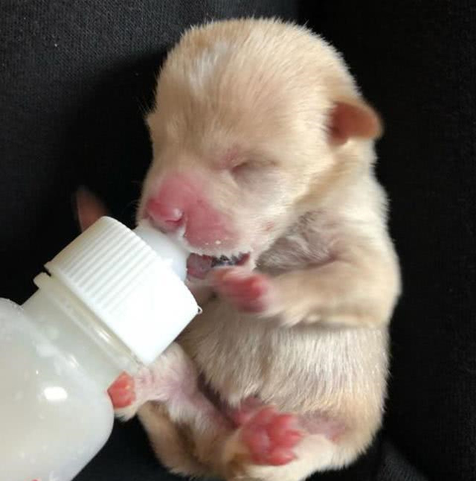 女子捡到刚出生的奶狗,浑身是泥还瑟瑟发抖,画面让人揪心了