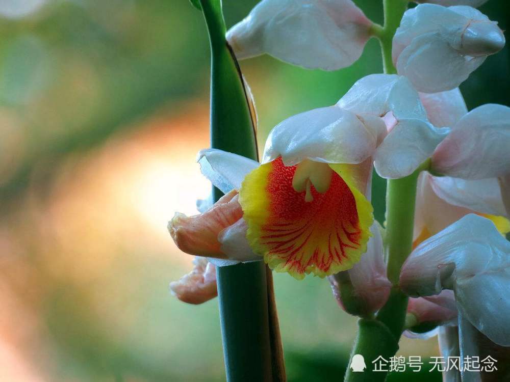 为何古人用豆蔻形容年轻少女?看过豆蔻照片,不