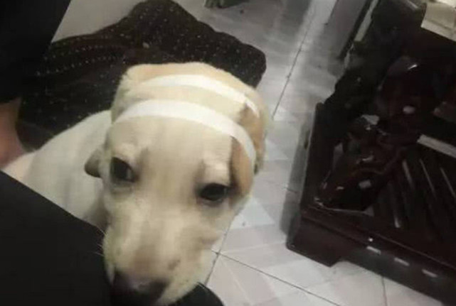 拉布拉多的耳朵太招风 主人为了矫正 用胶布给它贴成了卤蛋