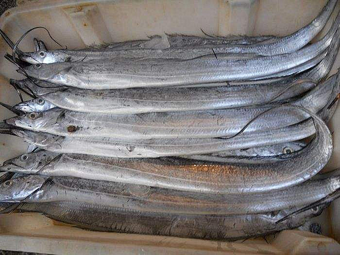 超市卖的带鱼到底是深海的还是养殖的?今天终