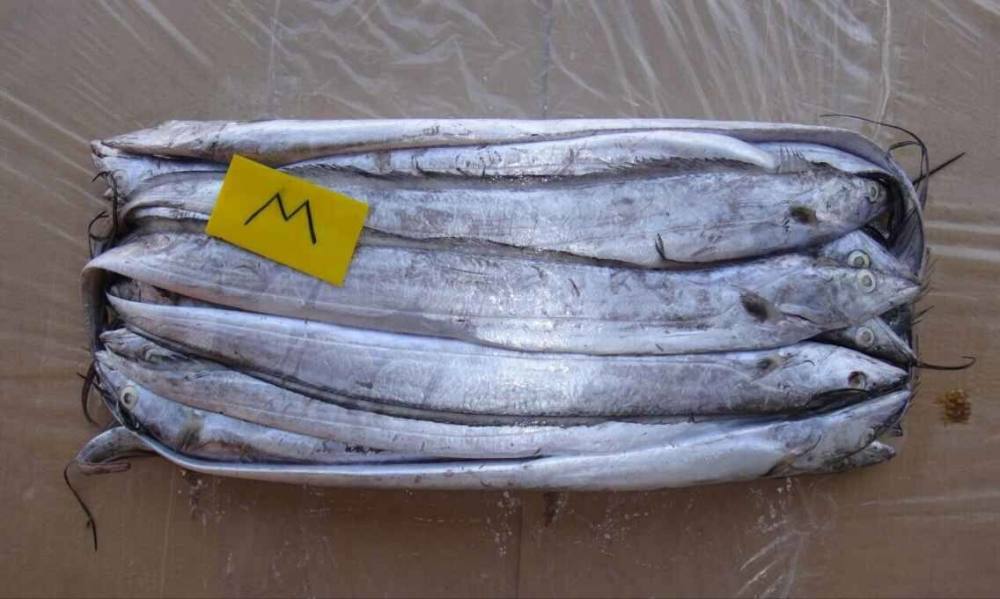 超市卖的带鱼到底是深海的还是养殖的?今天终