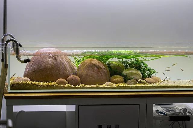 这个鹅卵石缸长长的矮矮的滑溜溜的还挺好看