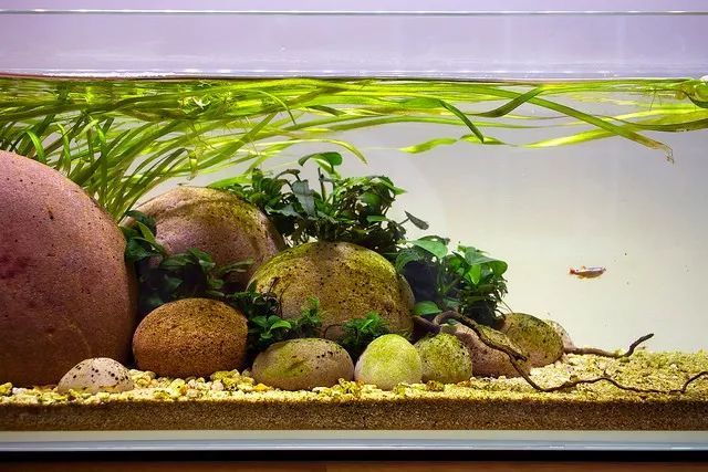 这个鹅卵石缸长长的矮矮的滑溜溜的还挺好看