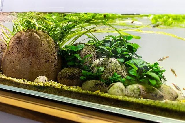 这个鹅卵石缸长长的矮矮的滑溜溜的还挺好看