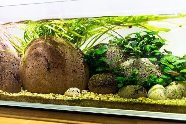 这个鹅卵石缸长长的矮矮的滑溜溜的还挺好看