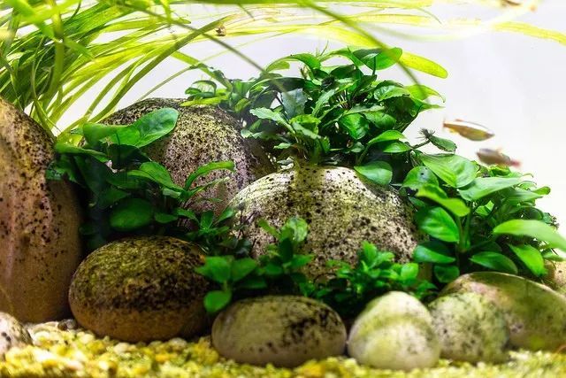 这个鹅卵石缸长长的矮矮的滑溜溜的还挺好看