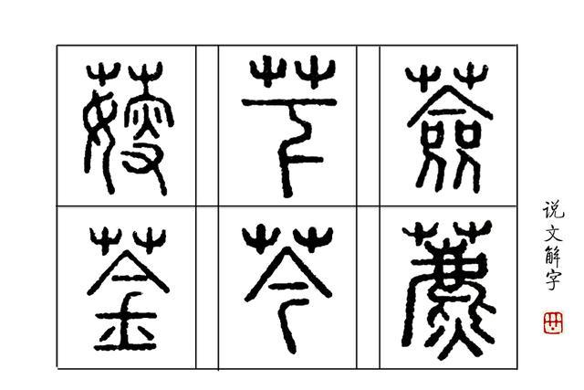 汉字说 呦呦鹿鸣 食野之芩 里的 芩 是什么植物