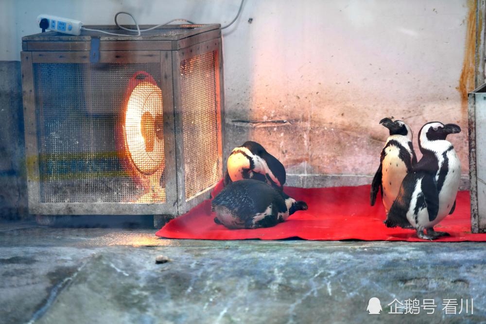 冷出新高度!动物园企鹅排排站一动不动烤火取暖