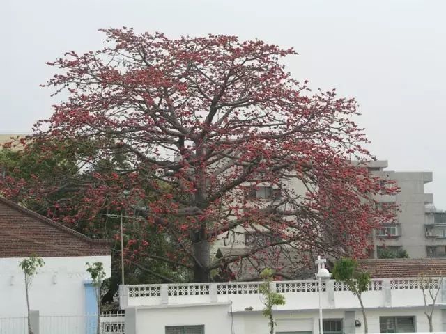 植物风水学,庭院种树必知!