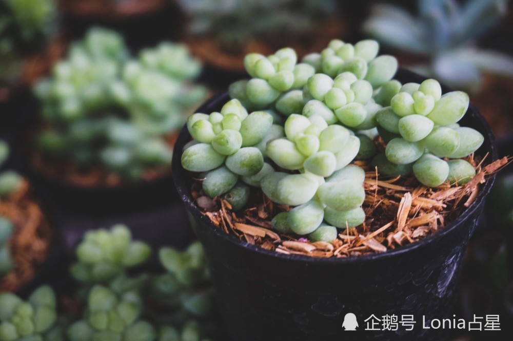 玛法达谈星星2019年12星座运势大预言