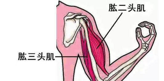 健身新手怎样才能快速练粗手臂,看起来很大呢
