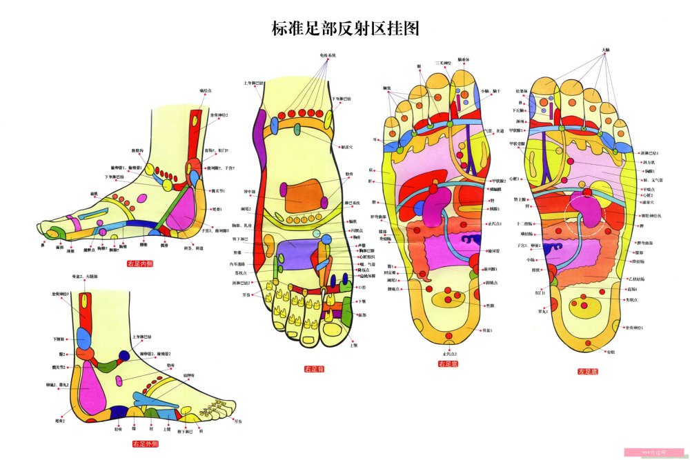 手足反射区之足部反射区