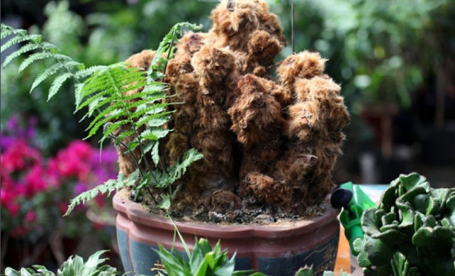 豪猪刺,春末初夏开花,花黄色.它的浑身都是