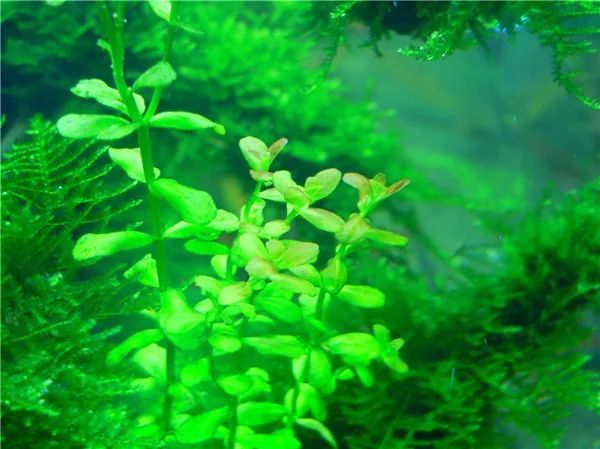 水草小百科南美小圆叶