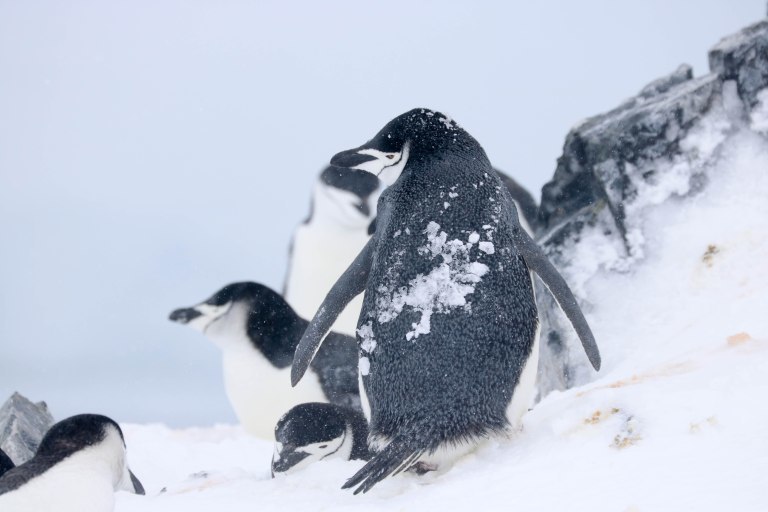 南极洲气温上升,不下雪改下雨,许多小企鹅都被