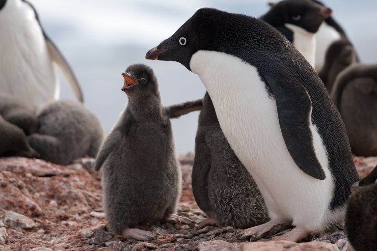 南极洲气温上升,不下雪改下雨,许多小企鹅都被