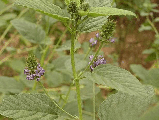 农村山间的一种野草,农民称喂羊草,其实它还是味中药